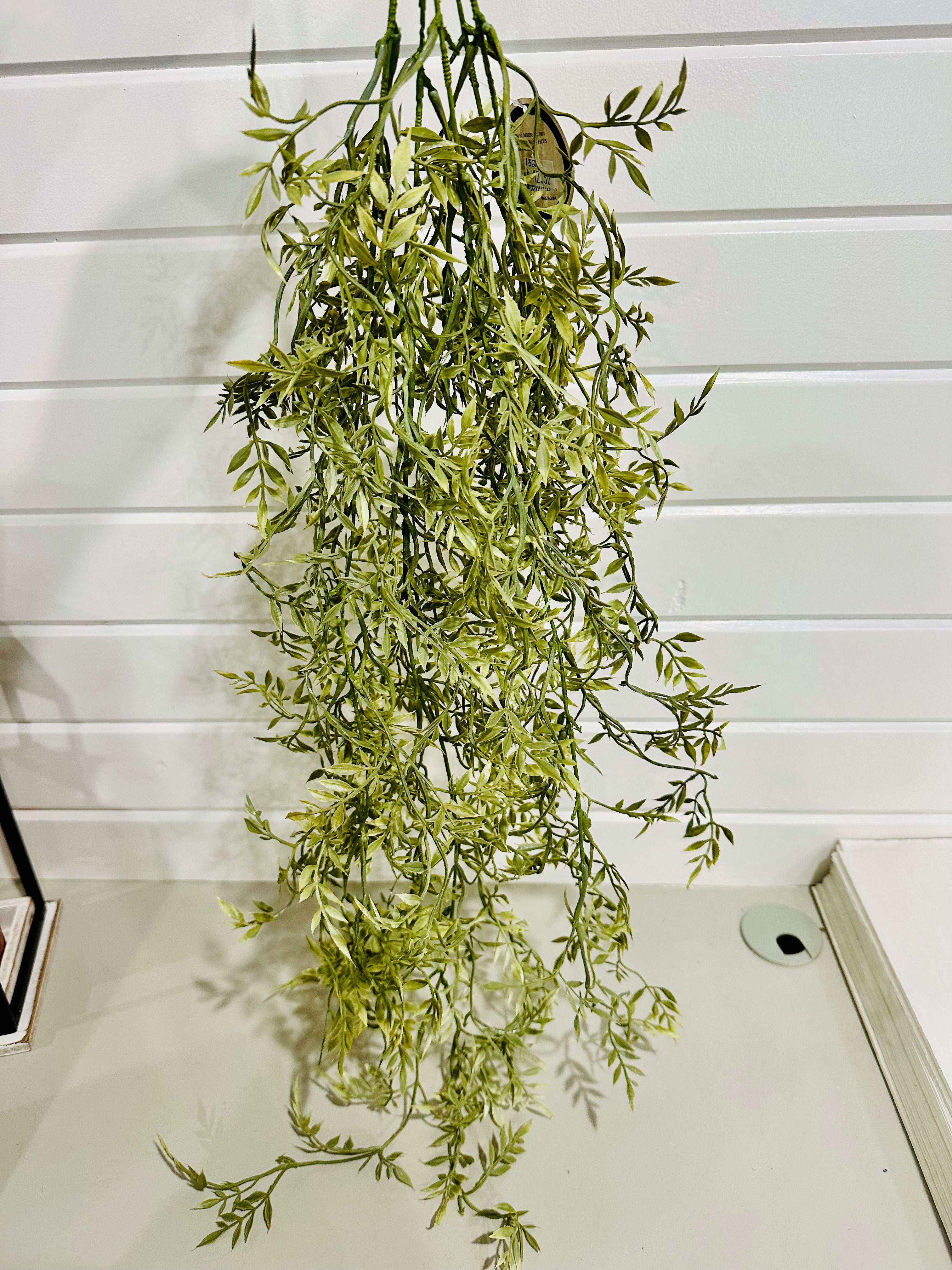 Eucalyptus Hanging