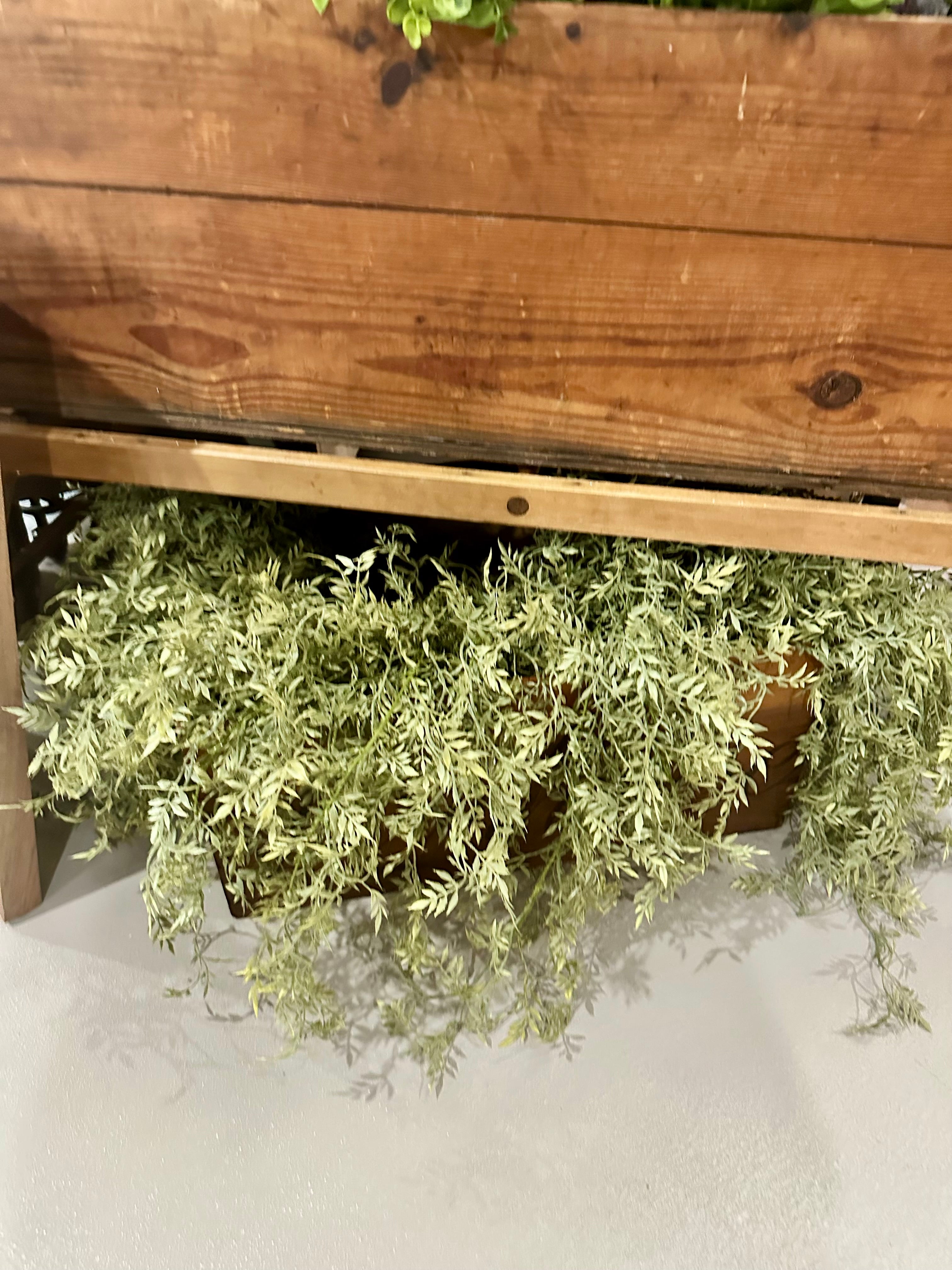 Eucalyptus Hanging