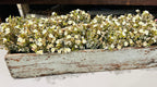 Chalice Blooms Bush