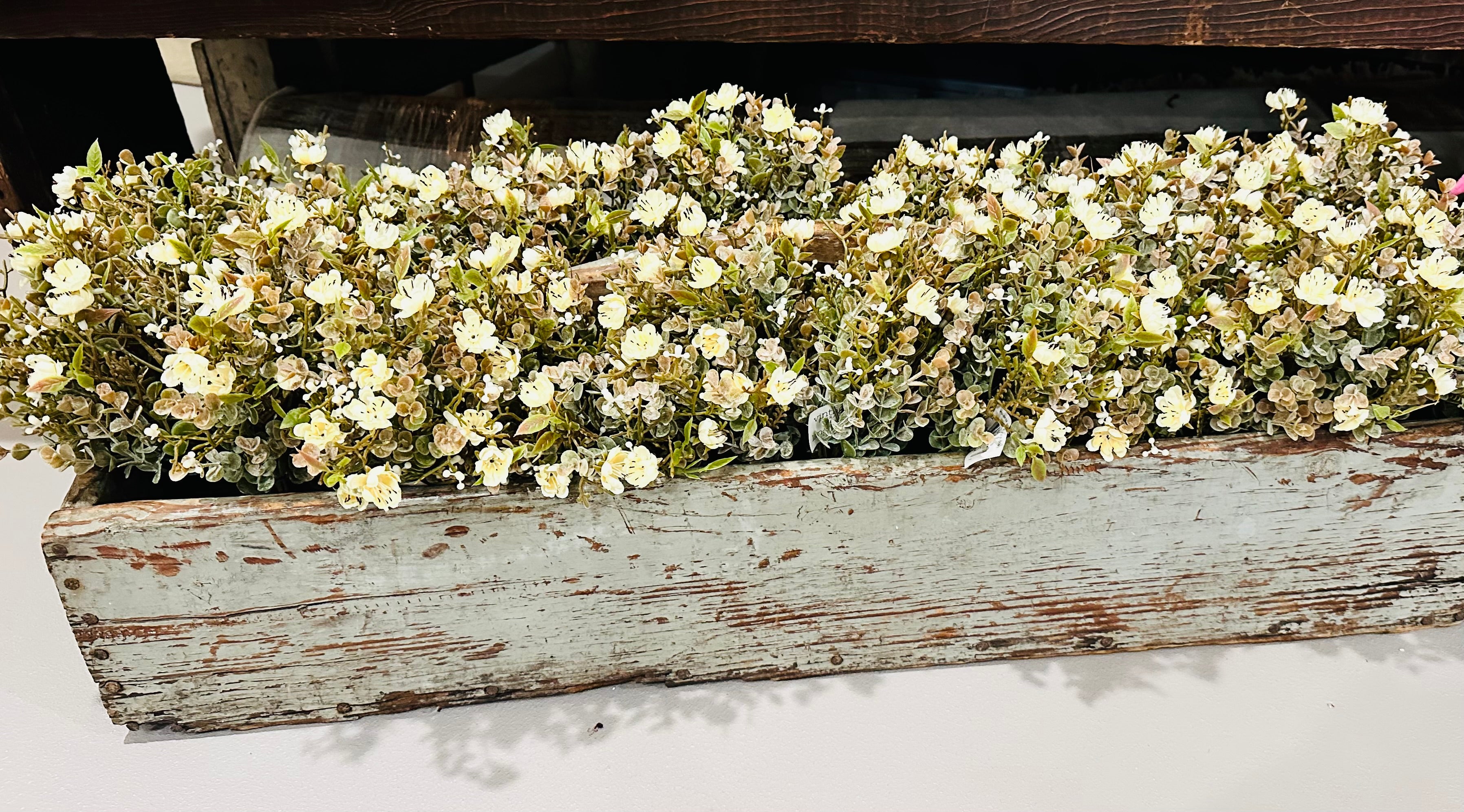 Chalice Blooms Bush